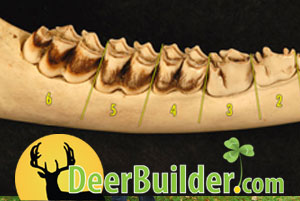 Growing Food Plots on DeerBuilder.com