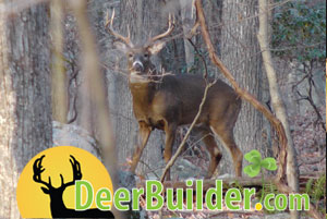 Growing Food Plots on DeerBuilder.com
