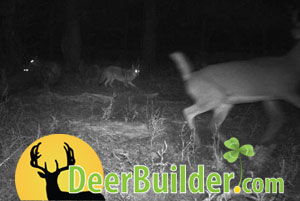 Growing Food Plots on DeerBuilder.com