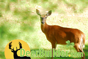 Growing Food Plots on DeerBuilder.com