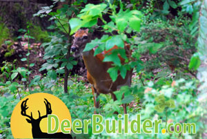 Growing Food Plots on DeerBuilder.com