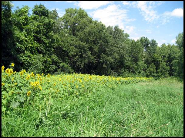 Butternut40Acres project