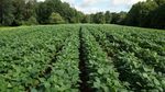 Another incredible Soybean Plot