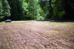 New Ladino Clover Plot