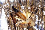 Corn in November