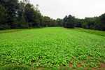 DeerBuilder Brassica Plot