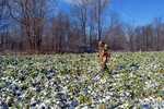 Food Plot 1 - Winter utilization of Brassicas