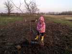 Transplanting crab apples trees