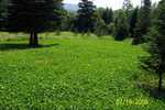 Slickheadhunter food plot