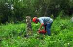 Releasing Apple Trees and Stump Grinding