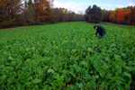 Brassica Plot Update