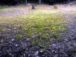 Reseeded my food plot