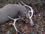 2013 buck