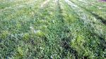 My Alfala field sucks