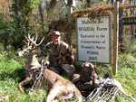 Habitat for Wildlife food plot