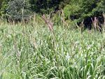Eastern Gamma Grass