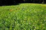 Alfalfa/Chicory Plot Results