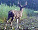 Bucks hanging around during daylight hours