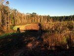 Miller food plot