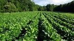 Soybeans - Fenced & Unfenced