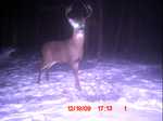 8 pointer visiting scrape