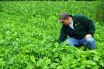 Radish Plot