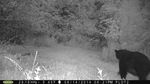 Big Bear on Trail Cam