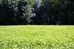 Ladino Clover Results 