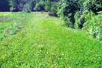 Durana Clover Strip - Food Plot 1