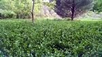 Wilder food plot