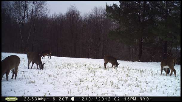 We had lots of herd activity every day