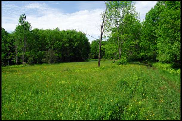 This was our favorite field. It is away from human activity, close to very thick areas, and next to a magnificent wild apple orchard.

This will be food plot 2. Not sure what we will plant here yet.