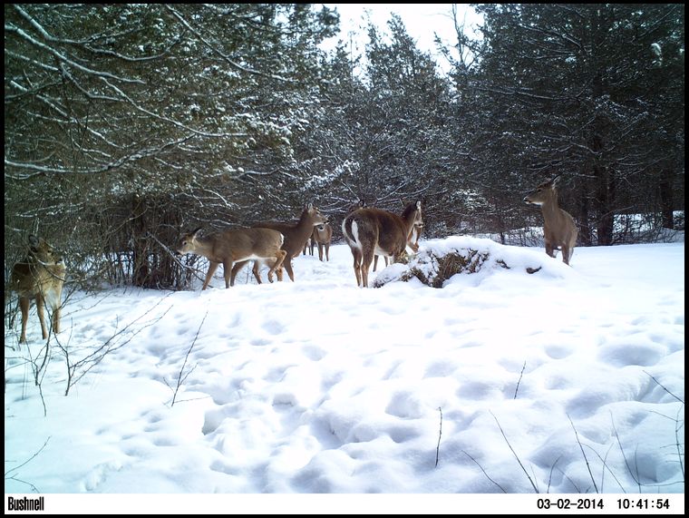 8 deer