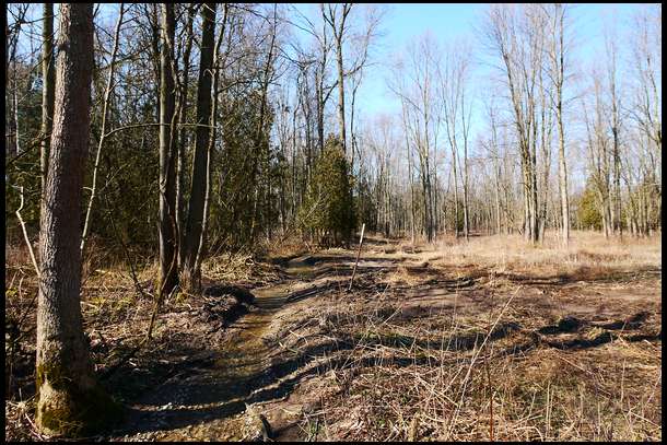 This is the ditch that will get willows and alders.