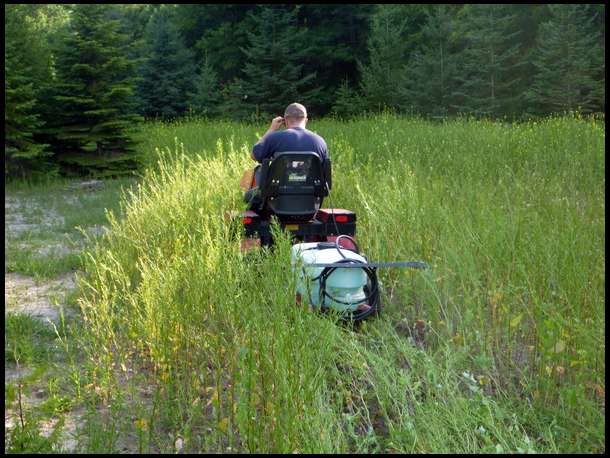 Sure hope that the Brassica grows as well as the mustard!!