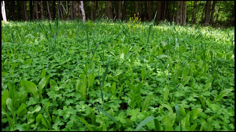 A little bit of mustard was popping up so I mowed the plot on May 26