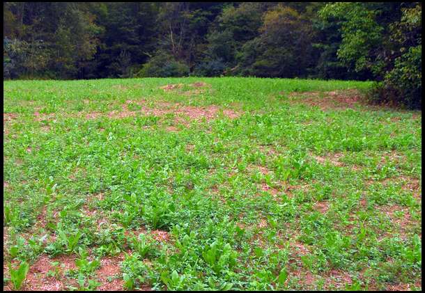 This is a little wider shot of the plot. We have some bare spots but I think they'll fill in after we get a little more rain. We'll keep you posted.