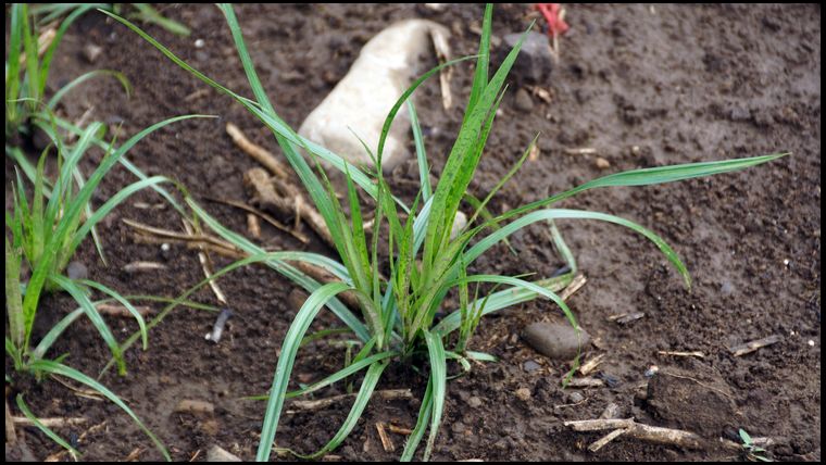 Here's the individual Chufa plant coming up. Individual plants look fine, but the larger plot seems to be sparsely emerging. 