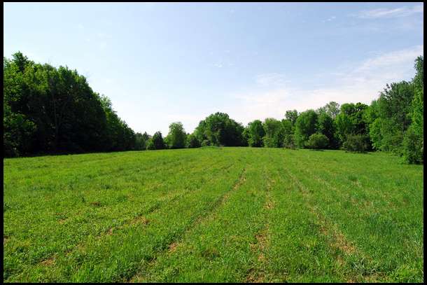 Here is what Plot 1 looked like before we sprayed Glyfo and prepped the soil. 