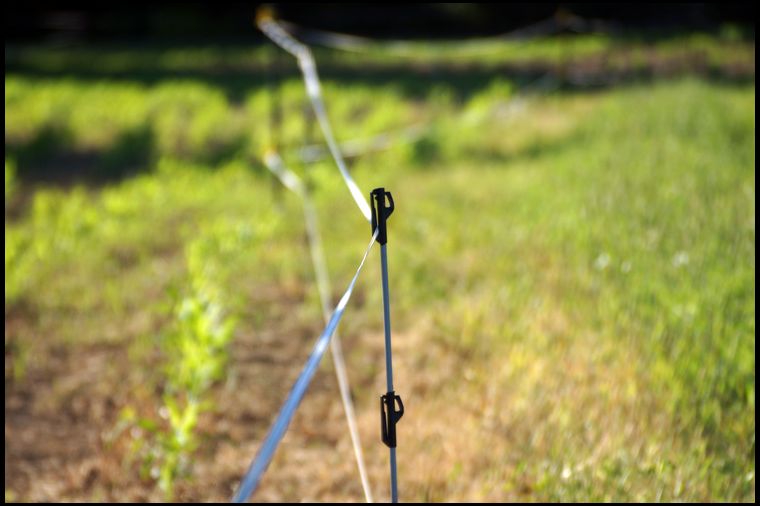 Fencing emerging soybeans is a requirement. As soon as these beans are well established we will remove the fence. Since these are bean producing plants, it's important that we get these plants to full maturity.