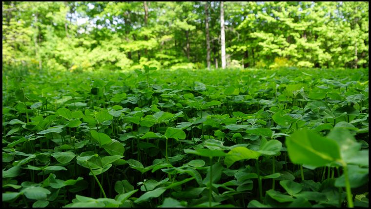 Groundhog view of my 2015 Ladino plot planted last year. 