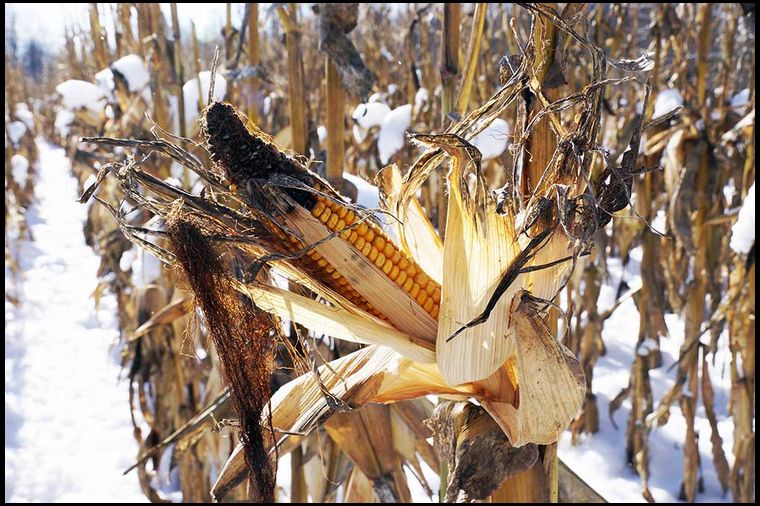 This cob is indicative of many of our remaining cobs. The top portion was hit by birds but the bottom portion remains. 