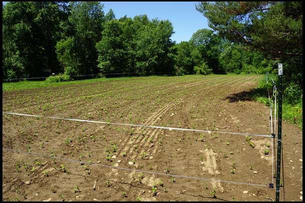 Growth is exactly the same between our fenced and unfenced plot. I don't think that will remain this way.