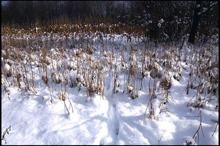 No shortage of deer activity, even with few pods remaining.