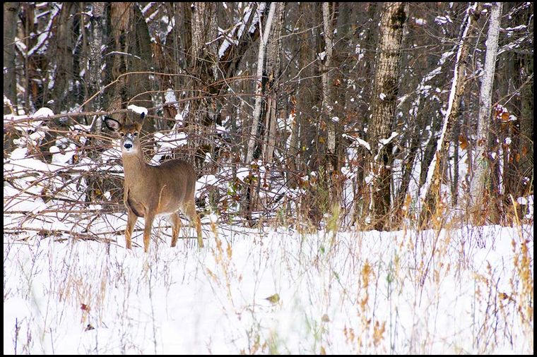 This deer spotted me after lifting her head up from eating beets under the snow. 