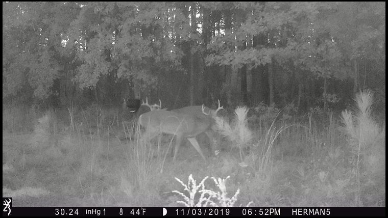 two bucks circling and sparring