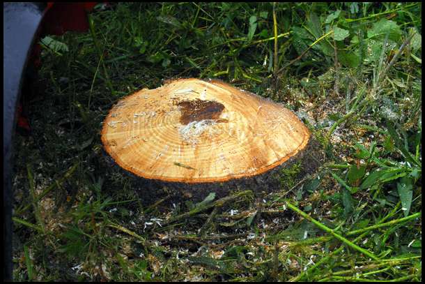 With the tree just above grade, we need to grind it so we can eventually till right over it. 