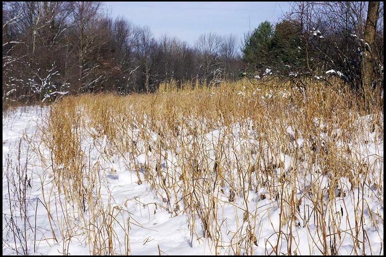 Here's a wider view. Next year, if I plant soybeans, I'll need more acreage if I want the plants to last into winter.