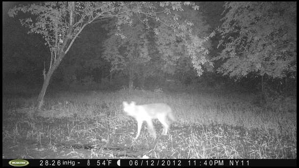And of course wherever we have deer movement we have coyotes too. The season is closed now so we have to hope the dogs don't get our fawns.