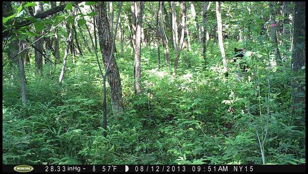 sneaking through the brush